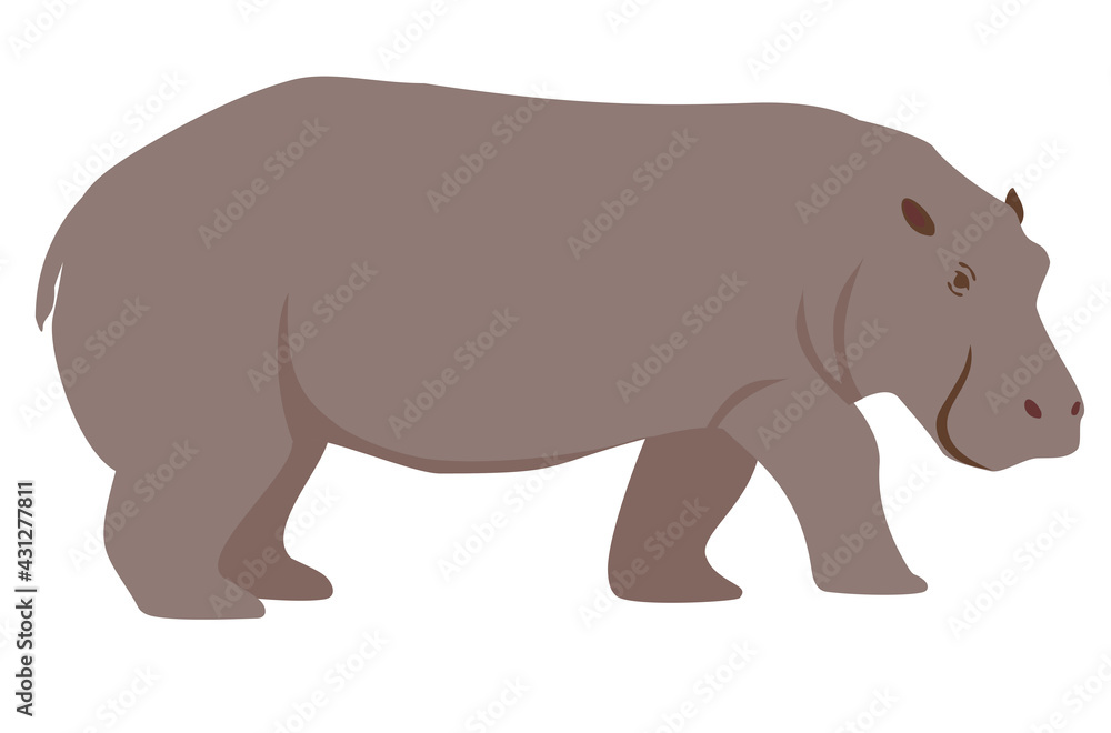 Color illustration of a hippopotamus. Cartoon illustration of a hippopotamus. Isolated vector object on white background. Funny animal character Color illustration of a hippopotamus. Cartoon illustration of a hippopotamus. Isolated vector object on white background. Funny animal character