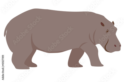 Color illustration of a hippopotamus. Cartoon illustration of a hippopotamus. Isolated vector object on white background. Funny animal character