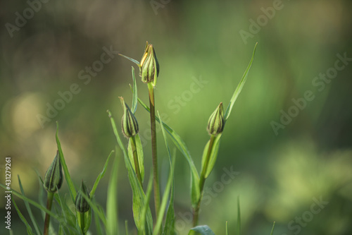 Wiesen-Bocksbart Tragopogon pratensis mit geschlossenen Blütenknospen