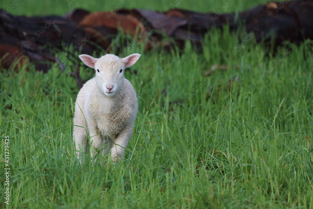 Obraz premium Coopworthschaf / Coopworth sheep / Ovis.