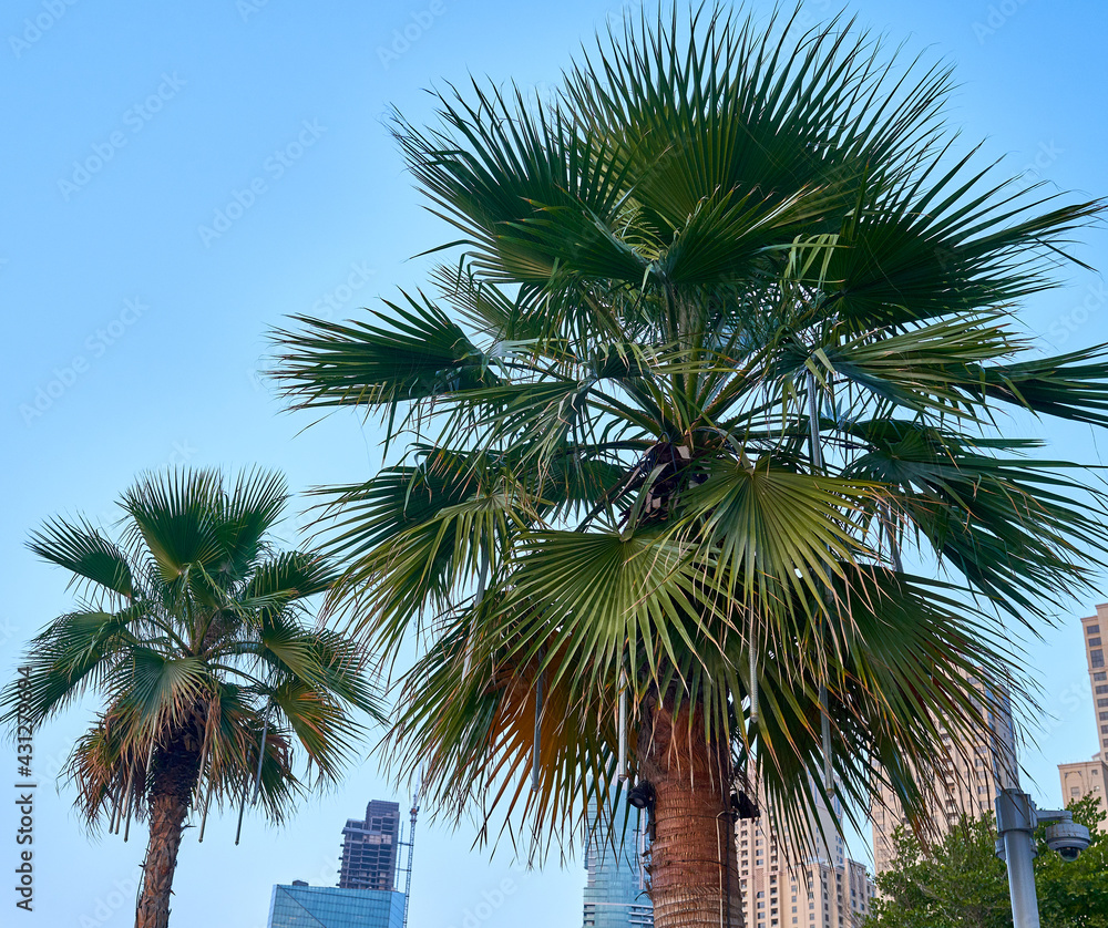 Fototapeta premium palm trees grow against the blue sky