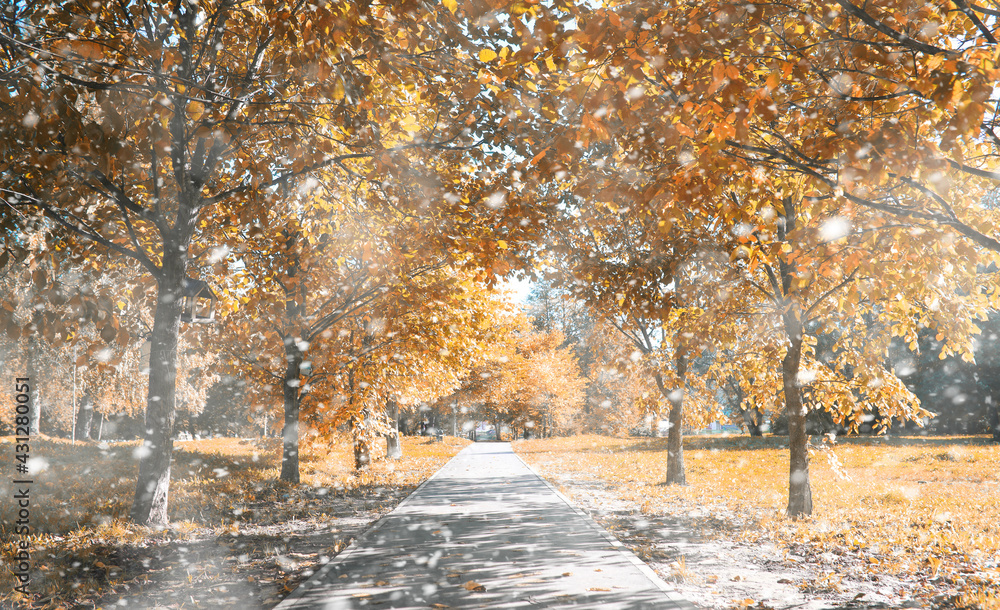 Autumn park in the first snow