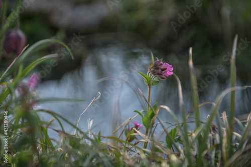 Rote Lichtnelke Silene dioica vor unscharfem Hintergrund