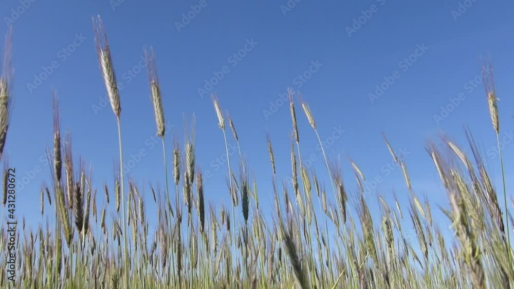 Grains of wheat on wind Grains of wheat on wind