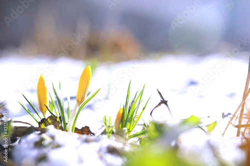 Fototapeta Naklejka Na Ścianę i Meble -  Spring flowers, white crocus snowdrops sun rays. White and yellow crocuses in the country in the spring. Fresh joyous plants bloomed. The young sprouts.