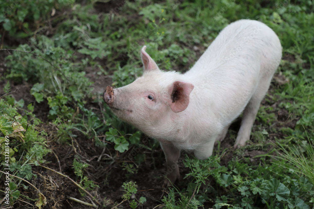 Hausschwein / Domestic pig / Sus scrofa domesticus. Hausschwein / Domestic pig / Sus scrofa domesticus.