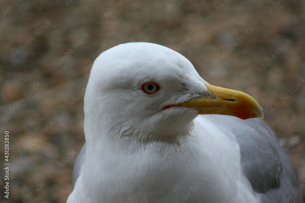 seagull head close-up side view of it seagull head close-up side view of it