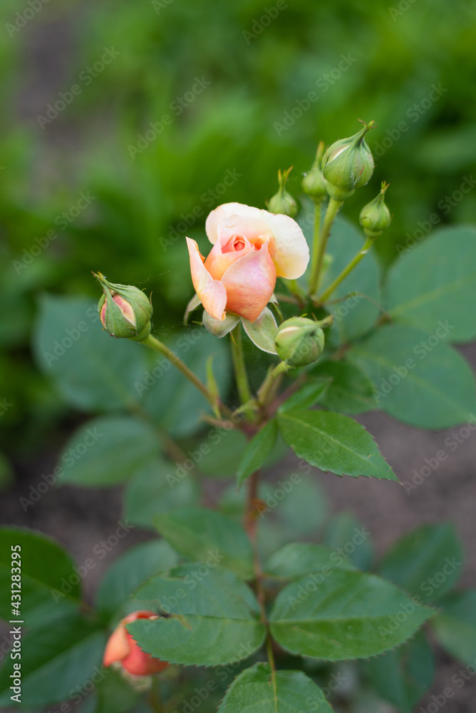 A Nostalgic Hybrid Of The Chippendale Tea Rose. A beautiful bud of yellow-pink roses in the summer garden. Rose garden. A Nostalgic Hybrid Of The Chippendale Tea Rose. A beautiful bud of yellow-pink roses in the summer garden. Rose garden.