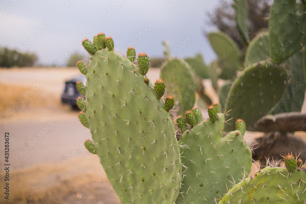 Mexican nopal plants with blurry desert and sky as background Mexican nopal plants with blurry desert and sky as background