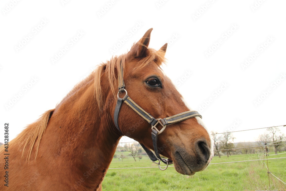 A beautiful horse in the pasture