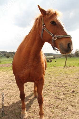 A beautiful horse in the pasture