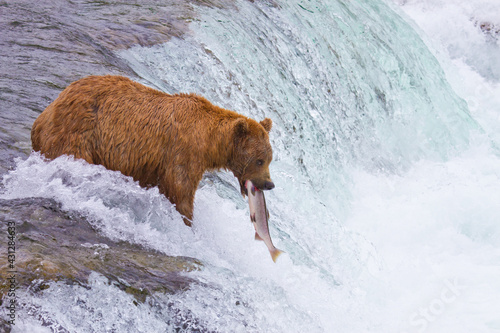 Brown Bears catching salmon in Alaska at Brooks Falls, Katmai National Park photo