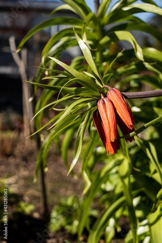 Fritillaria imperialis flower with orange blossoms, green leaves, dark stem photo