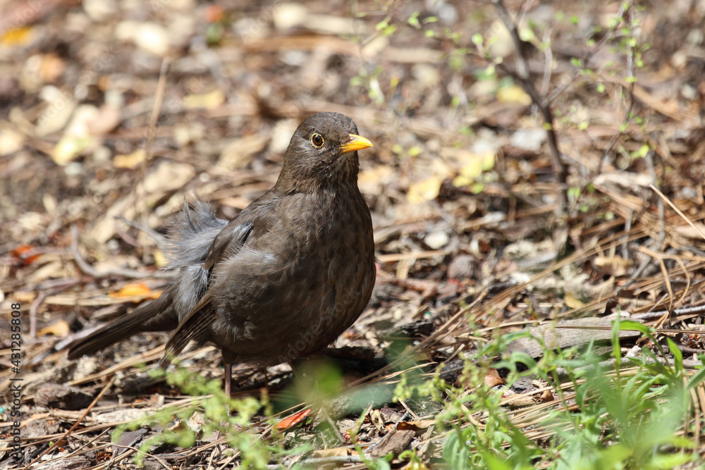 Amsel oder Schwarzdrossel / Blackbird / Turdus merula Amsel oder Schwarzdrossel / Blackbird / Turdus merula