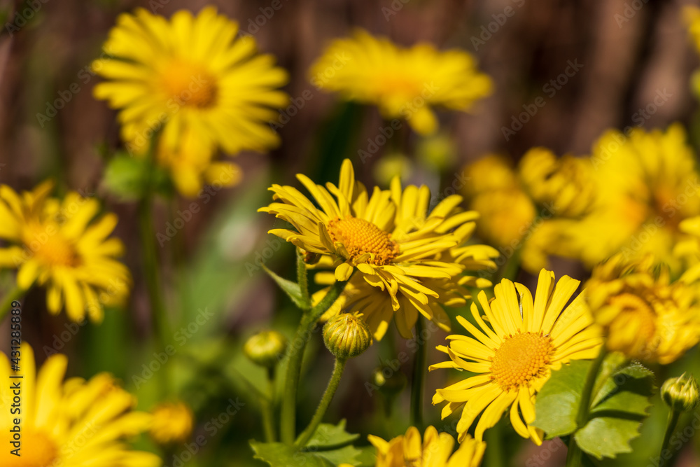 Doronicum small sunflower yellow blossoms bud with green leaves Doronicum small sunflower yellow blossoms bud with green leaves