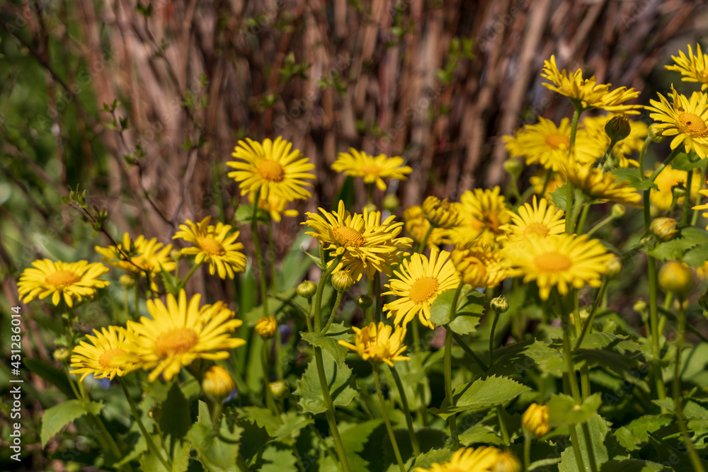 Doronicum small sunflower yellow blossoms bud with green leaves. Doronicum small sunflower yellow blossoms bud with green leaves.