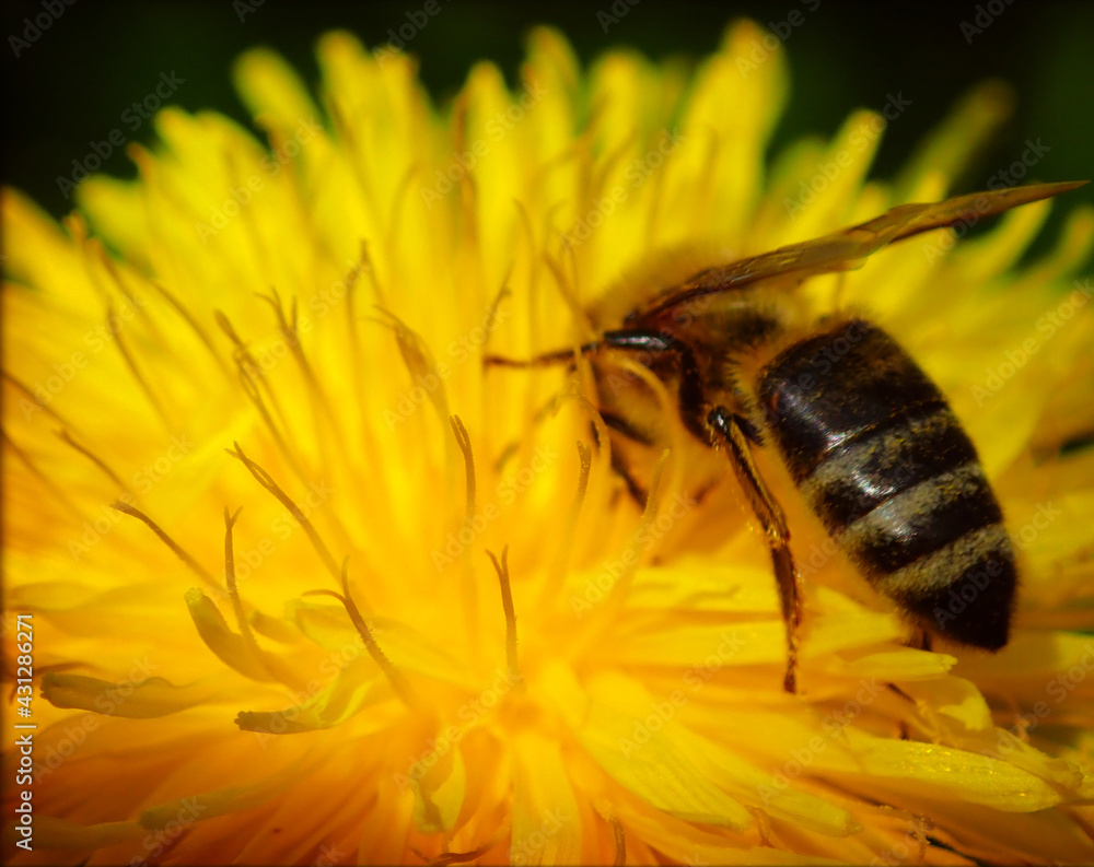 Fleissige Biene Fleissige Biene