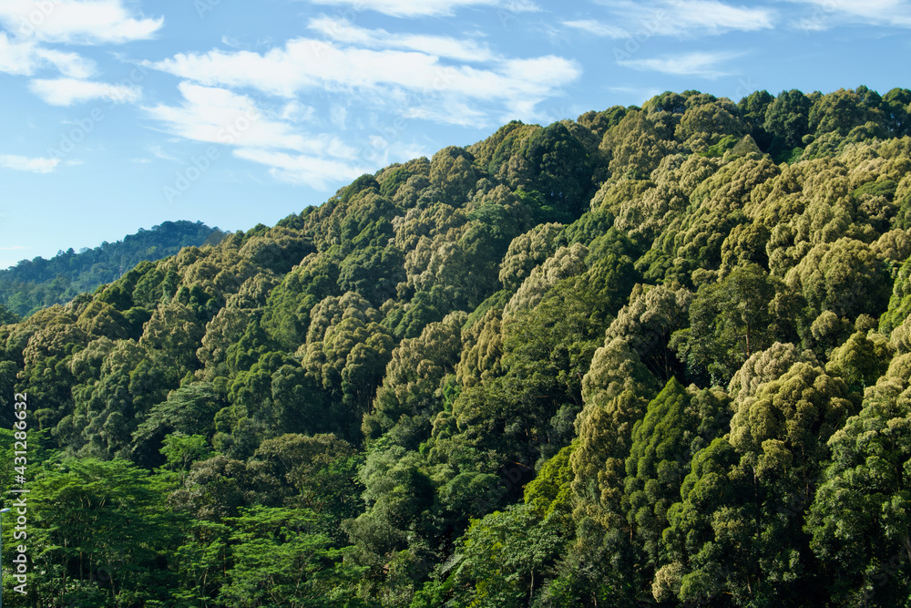 jungle in rainforest at asian tropics