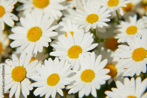 クリサンセマム　ノースポール