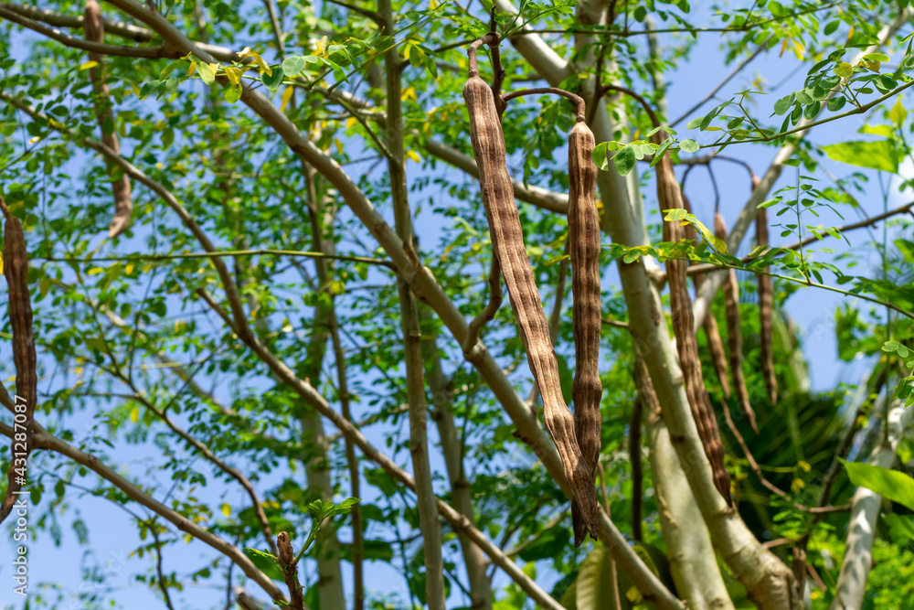 Dry moringa pods on tree.