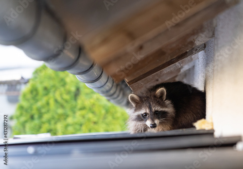 Fotografia Frightened raccoon sits on a shed roof in broad daylight