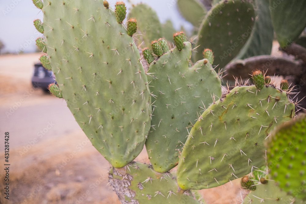 Mexican nopal plants with blurry desert and sky as background Mexican nopal plants with blurry desert and sky as background