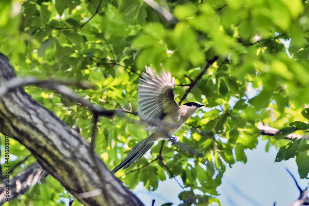 Obraz premium オナガ