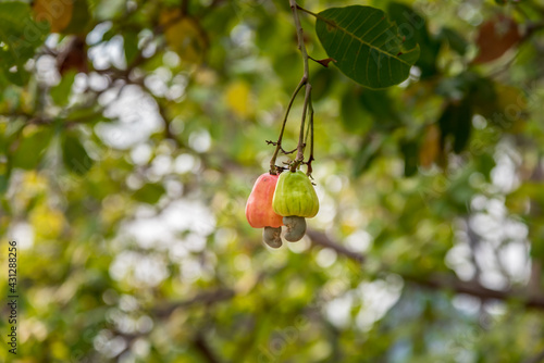 Cashew with cashew nut on cashew tree in agriculture farm. photo