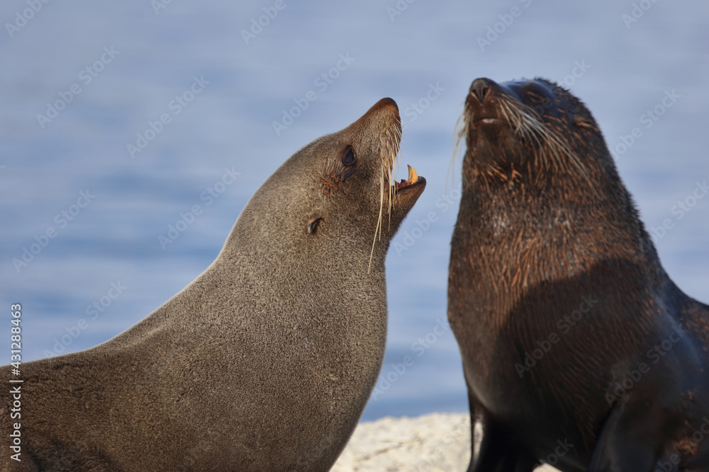 Fototapeta premium Neuseeländischer Seebär / New Zealand fur seal / Arctocephalus forsteri...