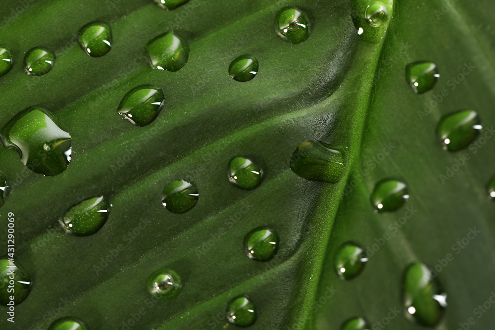 Green leaf with dew drops as background, closeup Green leaf with dew drops as background, closeup