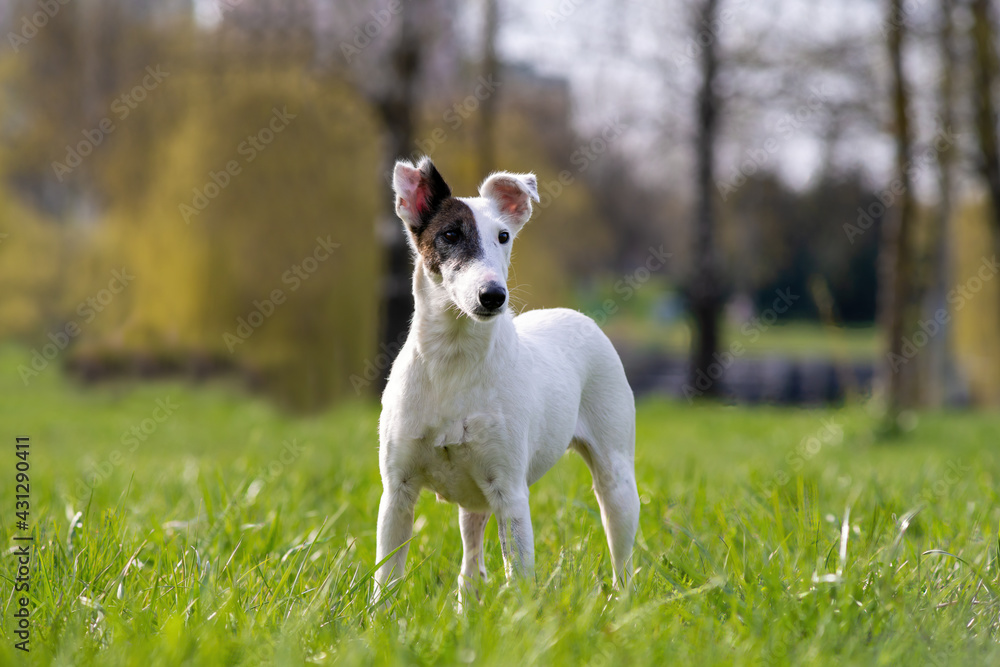 Beautiful Dog breed smooth-haired fox terrier on open air against green of Park in summer or in the spring.