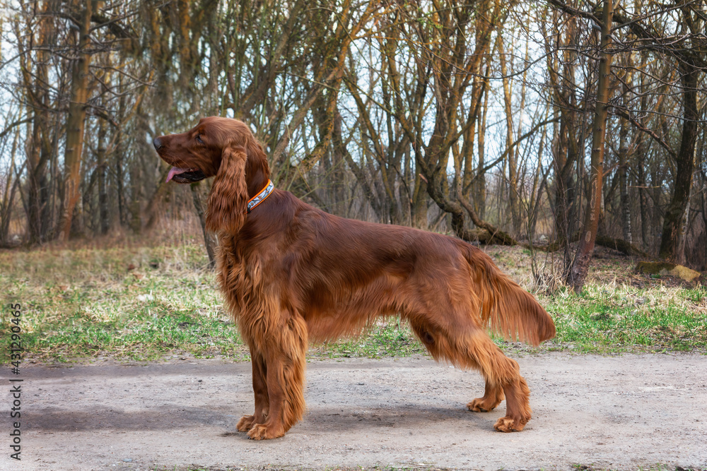 Beautiful Hunting young dog Irish setter in spring standing in forest Beautiful Hunting young dog Irish setter in spring standing in forest