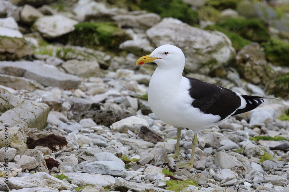 Dominikanermöwe / Southern black-backed gull / Larus dominicanus Dominikanermöwe / Southern black-backed gull / Larus dominicanus