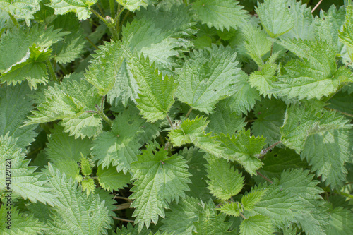 top view of nettle plants in backyard for botanical properties