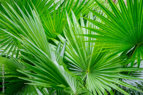 Abstract of tropical palm foliage,.