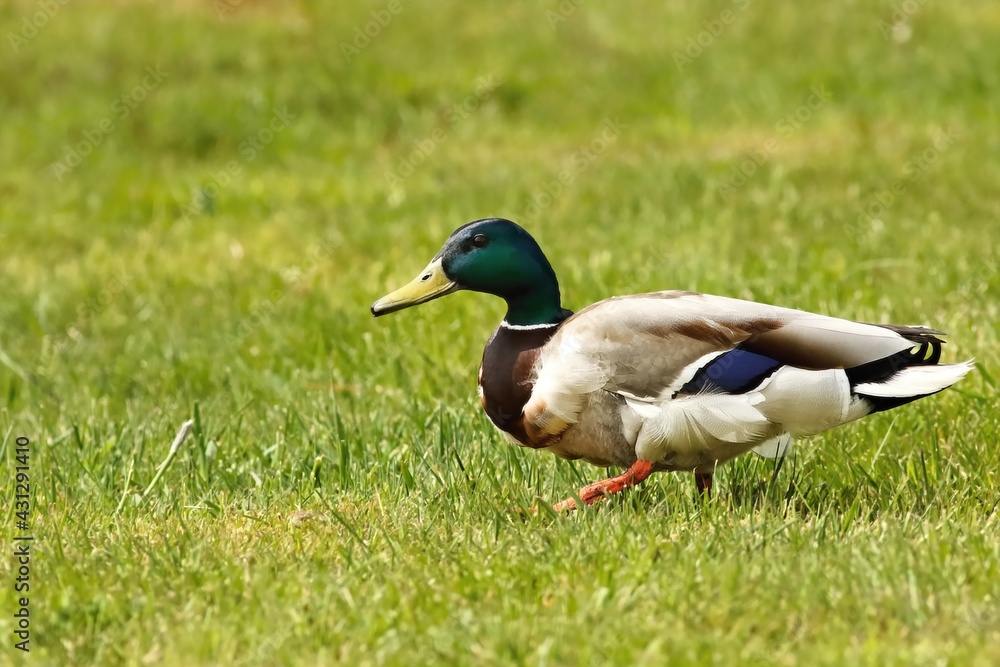 The mallard or wild duck (Anas platyrhynchos) male in the green grass. The mallard or wild duck (Anas platyrhynchos) male in the green grass.