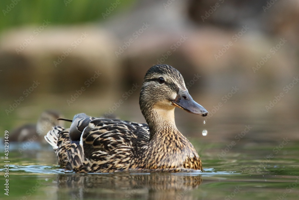 The mallard or wild duck (Anas platyrhynchos) feline feeding on the lake. The mallard or wild duck (Anas platyrhynchos) feline feeding on the lake.