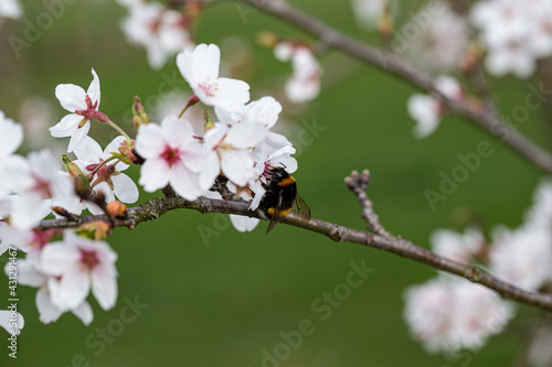 Photography tokyo cherry blossom detail prunus x yedoensis