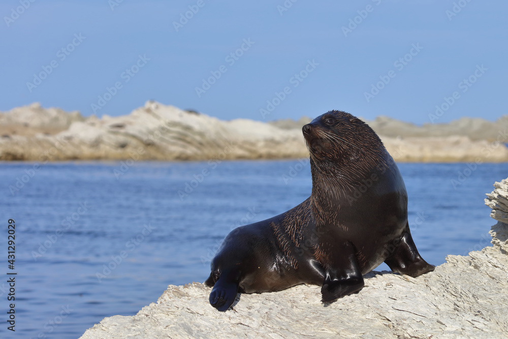 Fototapeta premium Neuseeländischer Seebär / New Zealand fur seal / Arctocephalus forsteri