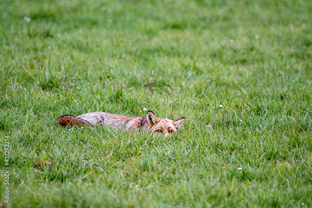 fox lying and lurking in the grass