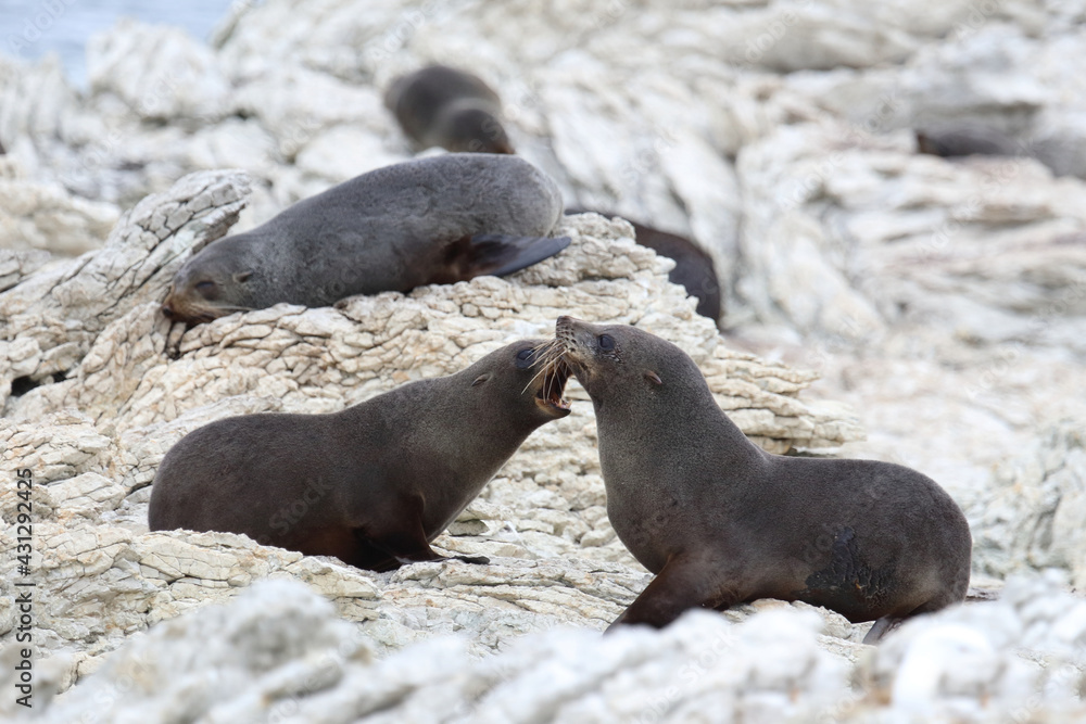 Fototapeta premium Neuseeländischer Seebär / New Zealand fur seal / Arctocephalus forsteri.