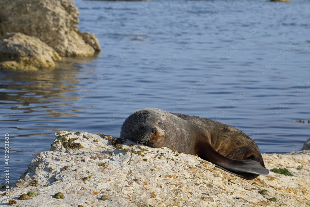 Fototapeta premium Neuseeländischer Seebär / New Zealand fur seal / Arctocephalus forsteri
