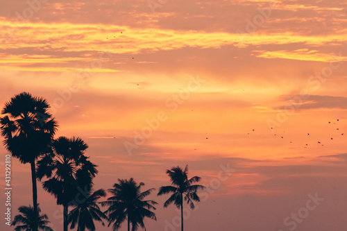 Tropical palm coconut trees on sunset sky flare and bokeh nature background.