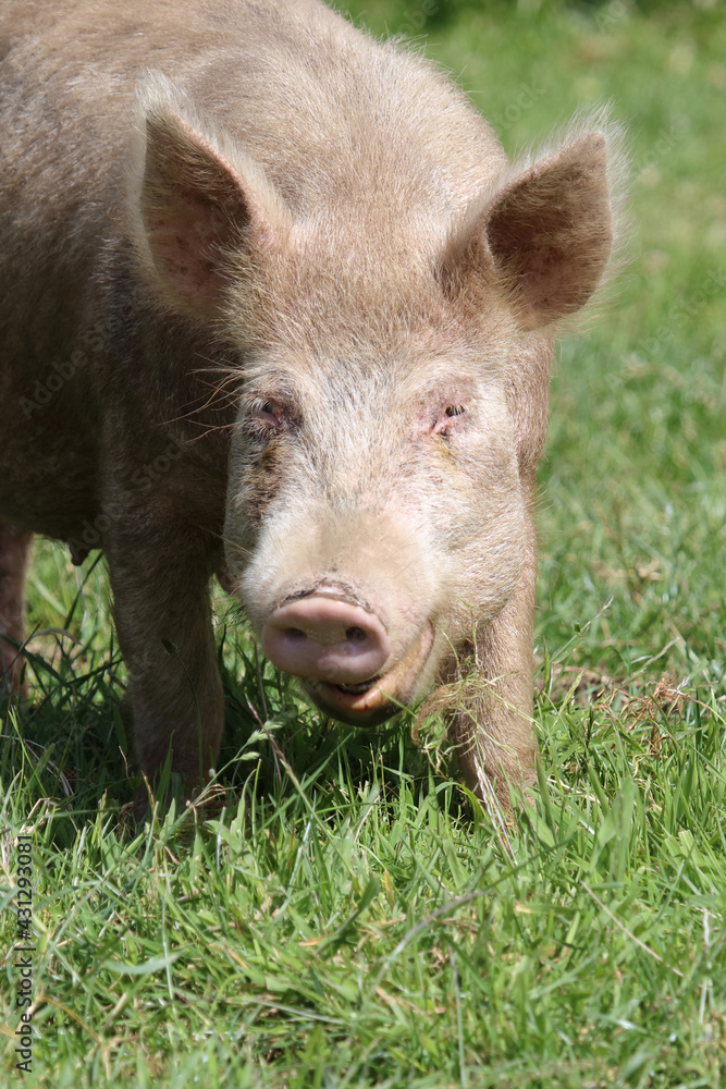 Hausschwein / Domestic pig / Sus scrofa domesticus Hausschwein / Domestic pig / Sus scrofa domesticus