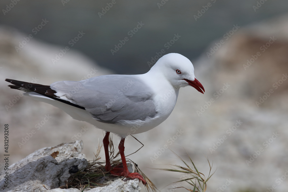 Rotschnabelmöwe / Red-billed gull / Larus scopulinus Rotschnabelmöwe / Red-billed gull / Larus scopulinus