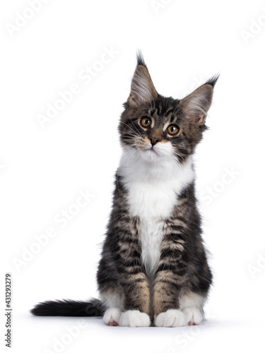 Cute black tabby with white Maine Coon cat kitten, sitting facing front. Looking towards camera with cute head tilt. Isolated on a white background.