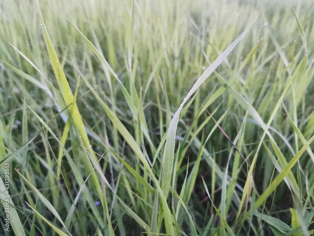 green grass background green grass background