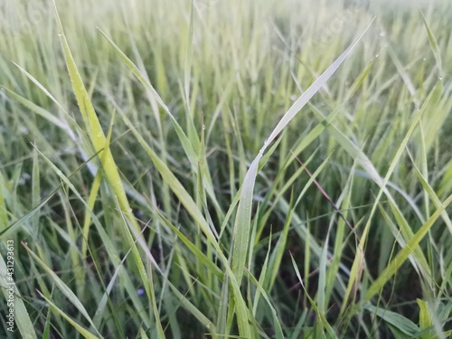 green grass background