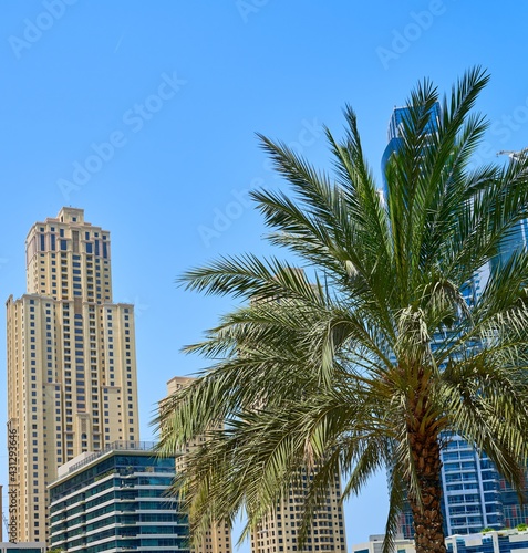 palm trees grow against the blue sky © Igor