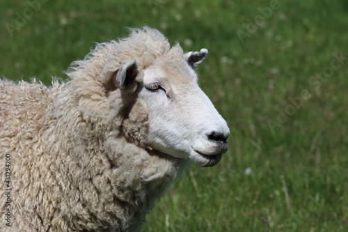 Romneyschaf / Romney sheep / Ovis